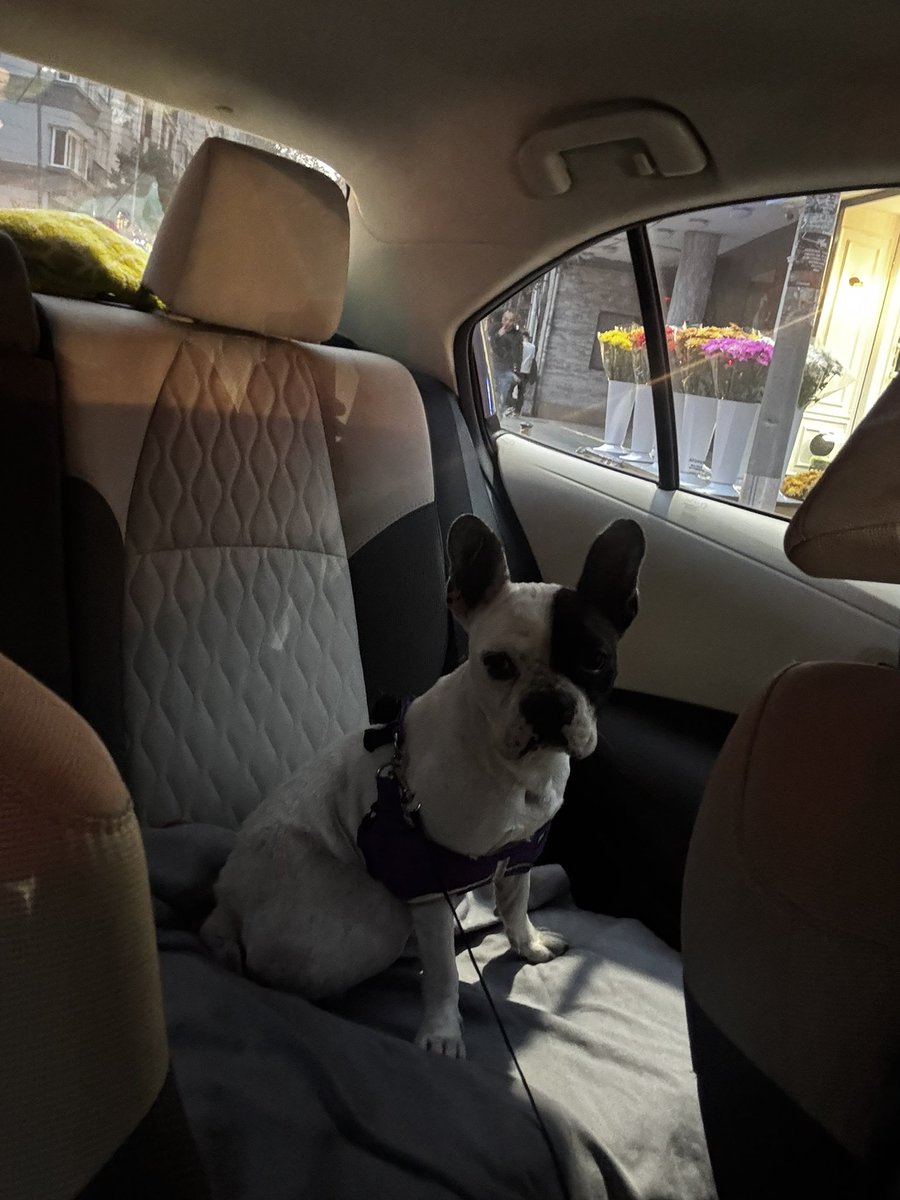 İstanbul trafiğinde, arabanın içinde de bebek gibi, masum masum oturdu tüm yolculuk boyunca böylece.

Yuvaların en güzelini hak ediyor Mojo.

Elden ele yayalım mı?