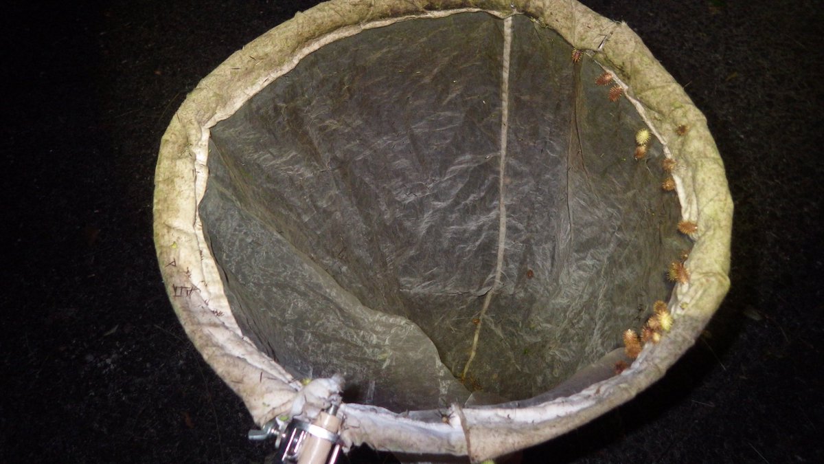 ひっつきむし四天王と彼らに総攻撃された哀れな網

#昆虫館バー