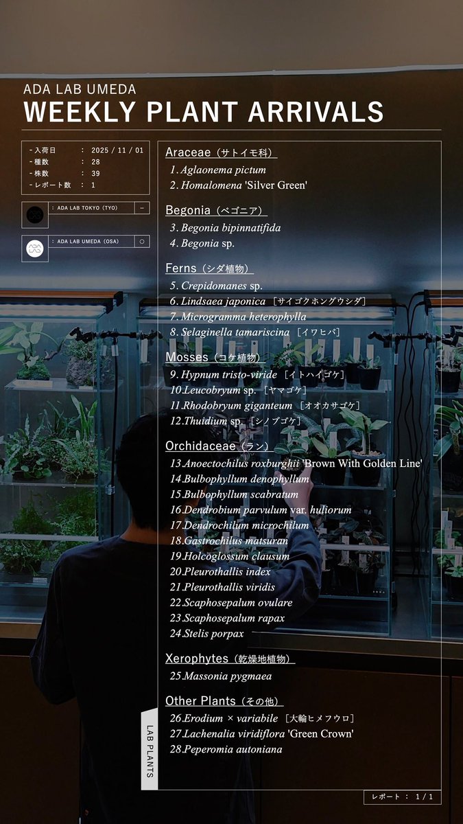 ada_lab_umeda's tweet image. WEEKLY PLANT ARRIVALS
2025/11/01

#adalab #adalabumeda #ada