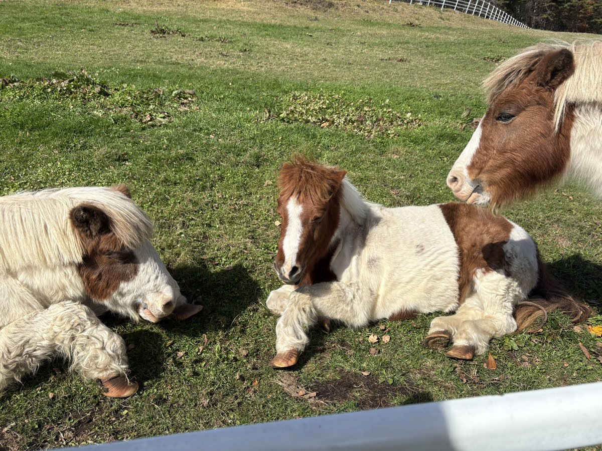 株式会社グローバルナイン tweet media