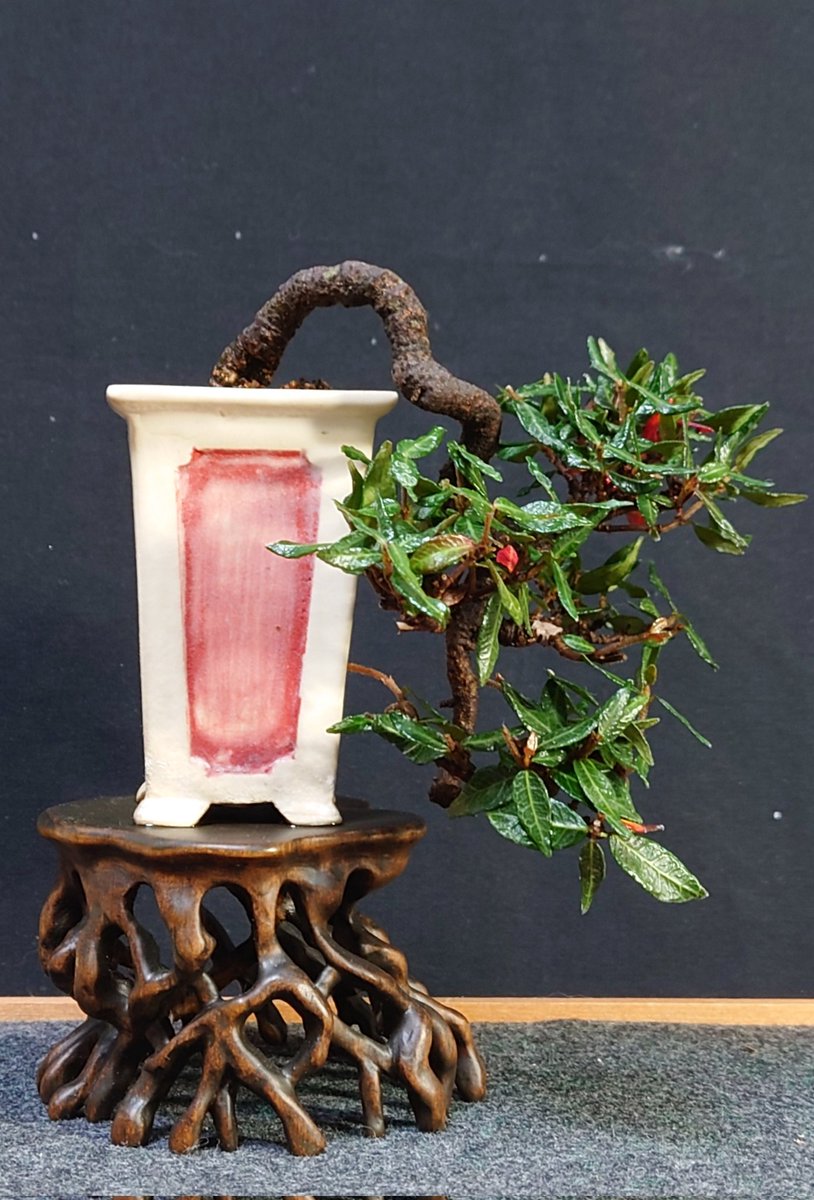 けんじい(次峯鉢) (@kennji449) / Posts / X