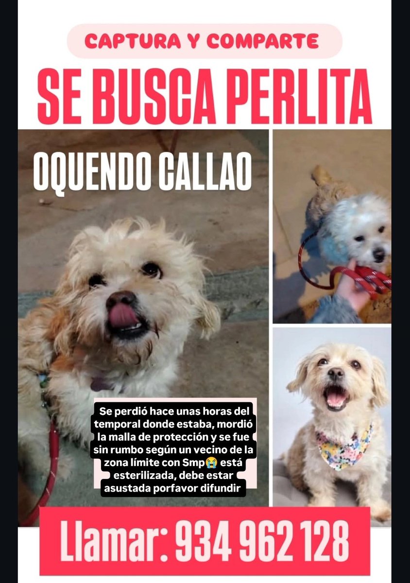URGENTE ‼️ SE BUSCA PERLITA 😭🚨
Máxima difusión SMP/ CALLAO
PERLITA ROMPIÓ LA MALLA DE PROTECCIÓN Y ESCAPÓ
Porfavor ayudenme a encontrarla
Ella está esterilizada, está con oelo largo, tiene en su pancita al medio la cicatriz, no llevaba ni ropa ni arnés
934962128 #RT