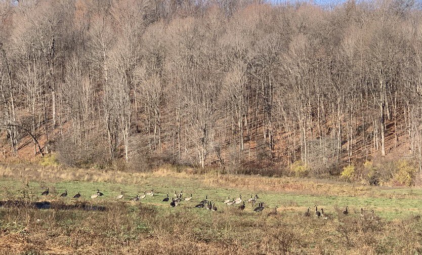 All sorts of wild friends lately! 😄