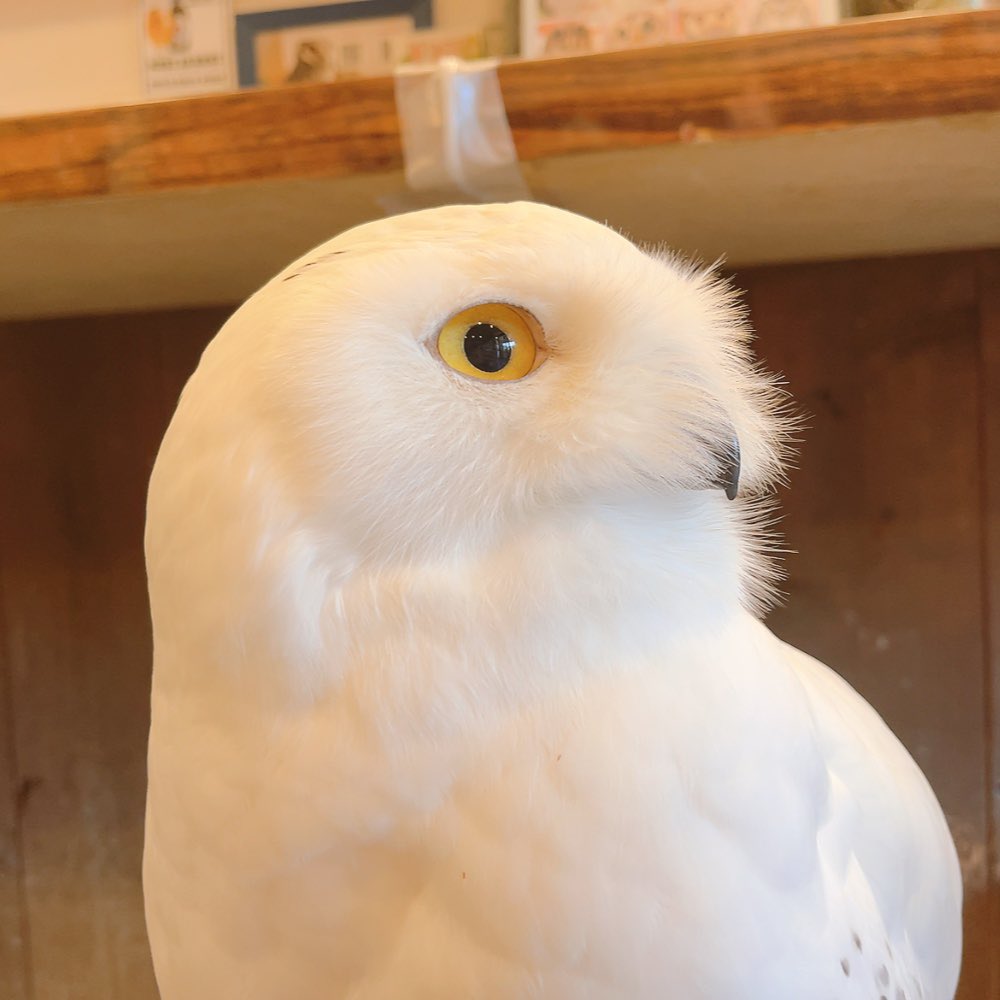 ふくろうの里 Owl Village on X