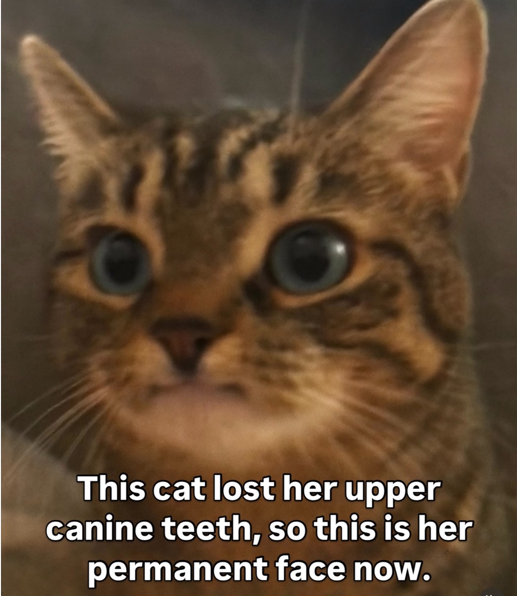 lined cats (@linedcats) on Twitter photo 