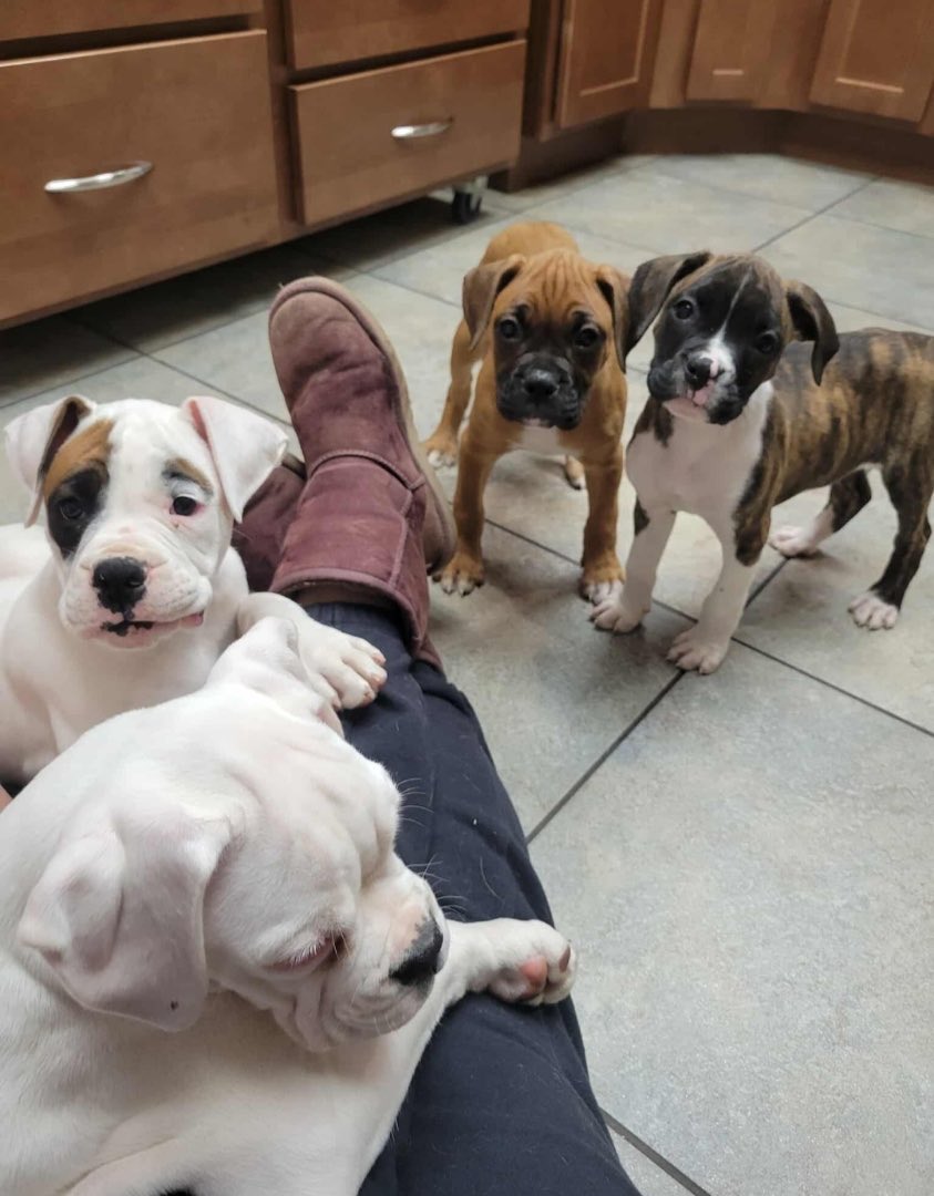 #Puppies fostered in MD. These dogs did t sell at the breeder so they were sent to a live dog auction. Google it. It’s horrible. A retired veterinarian saves her $ and buys whatever dogs she can afford. These dogs are #lucky stop the greed. #adoptdontshop #boxerdogs #puppiesofx