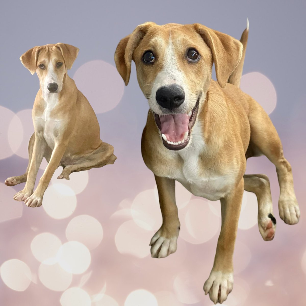 Gente linda ‼️ Les presentamos a Troya una hermosa cachorra de un año 😍 que busca un hogar con mucho amor, castrada con vacunas al día, muy juguetona y amorosa. Los interesados en adoptarla pueden escribir al WhatsApp 0981527015. Abrí tu ❤️ elegí adoptar. #MarcaTuHuellas