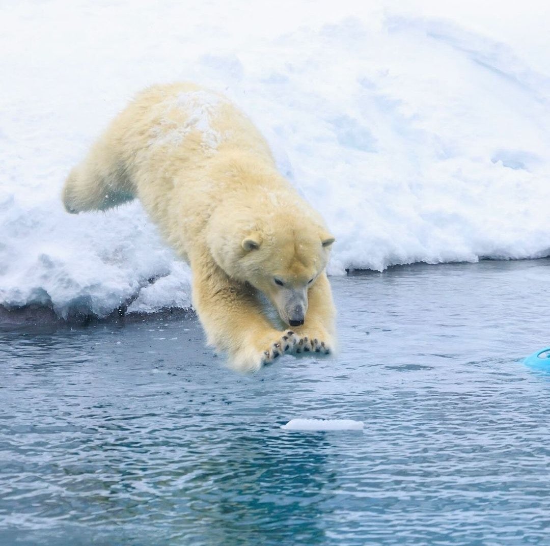 🐻 Bear 🌼 (@bearposting) on Twitter photo 