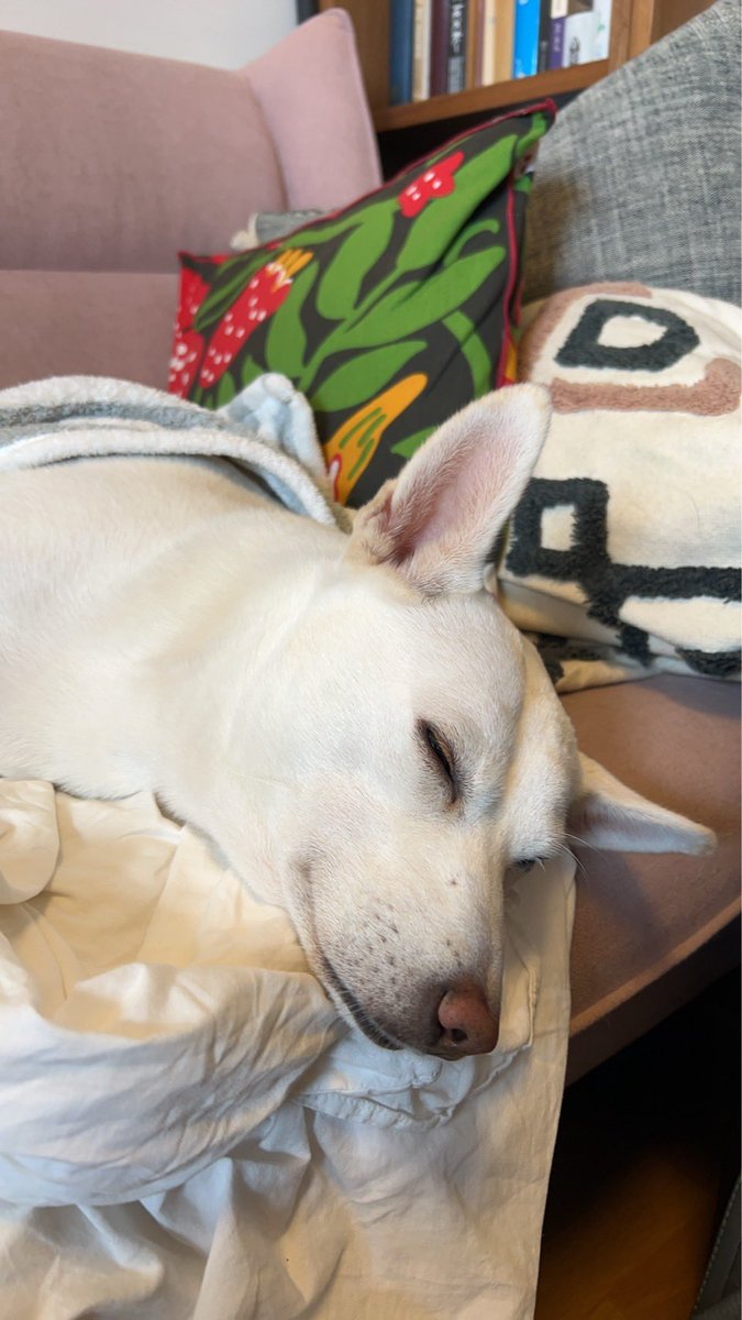 白黒犬ページ ペキニーズ【香川県・男の子・2024年4月21日・ホワイトブラック