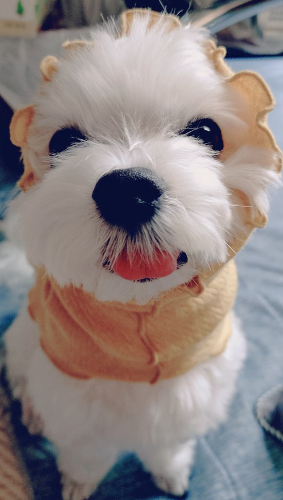 にこまるページ にこまる (@6yQgZFNMNk76215) / Posts / X