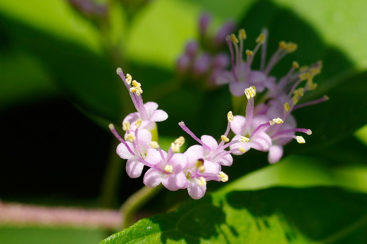 ✿「風 Ⅴ」✿ on X