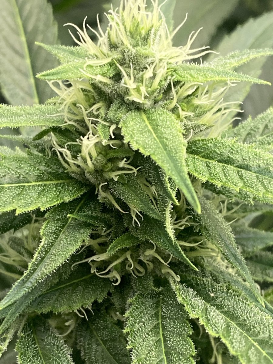 <a href="/skunktek/">Skunktek</a> Sowabunga (SD x Mandelbrots 707 HB) day 4️⃣1️⃣