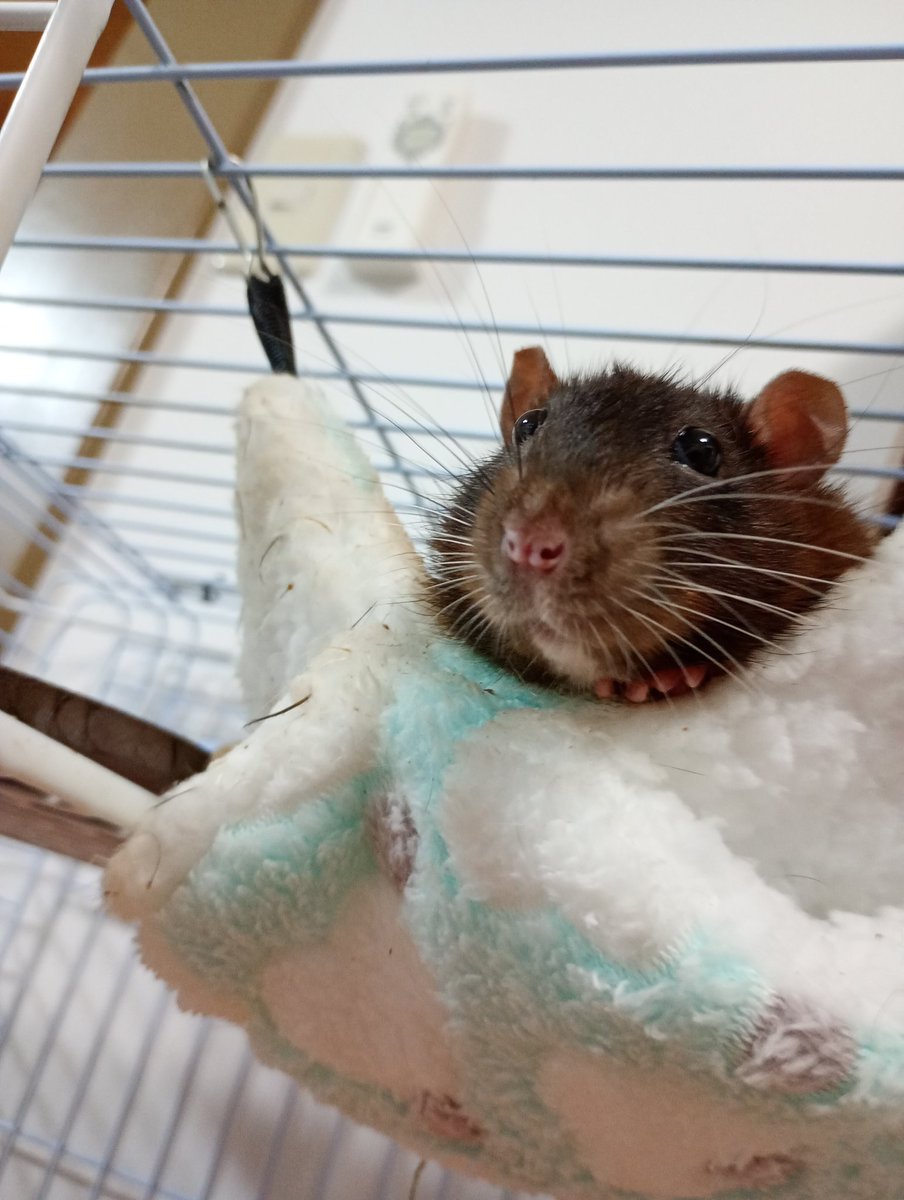 kaiyoページヤワゲネズミss12匹マウスL20匹ラットsM13オマケ付 kaiyo様専用ページヤワゲネズミss12匹マウスL20匹ラットsM13オマケ付