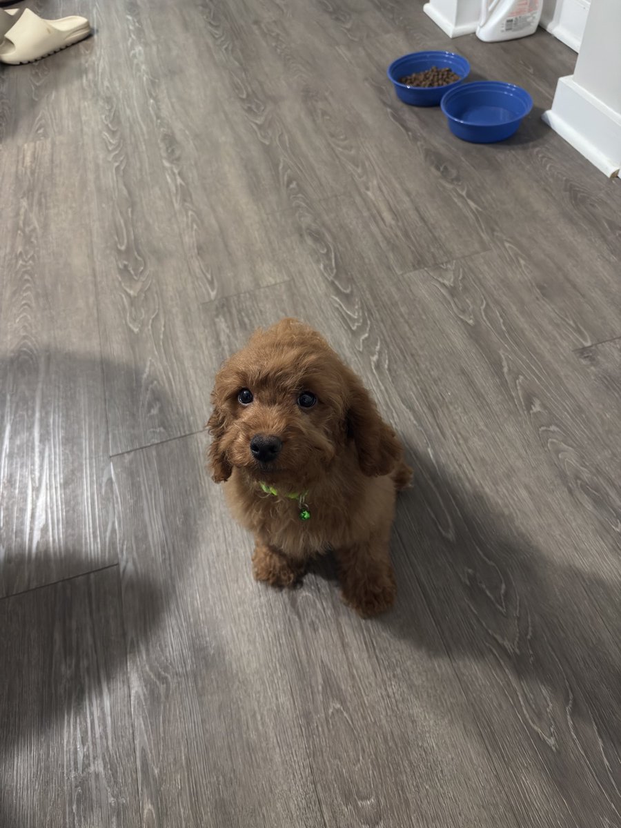 iamflashydae's tweet image. i’m no longer pregnant 🫃🏾! y’all meet Jace, y’all dogphew #dogdad 💙