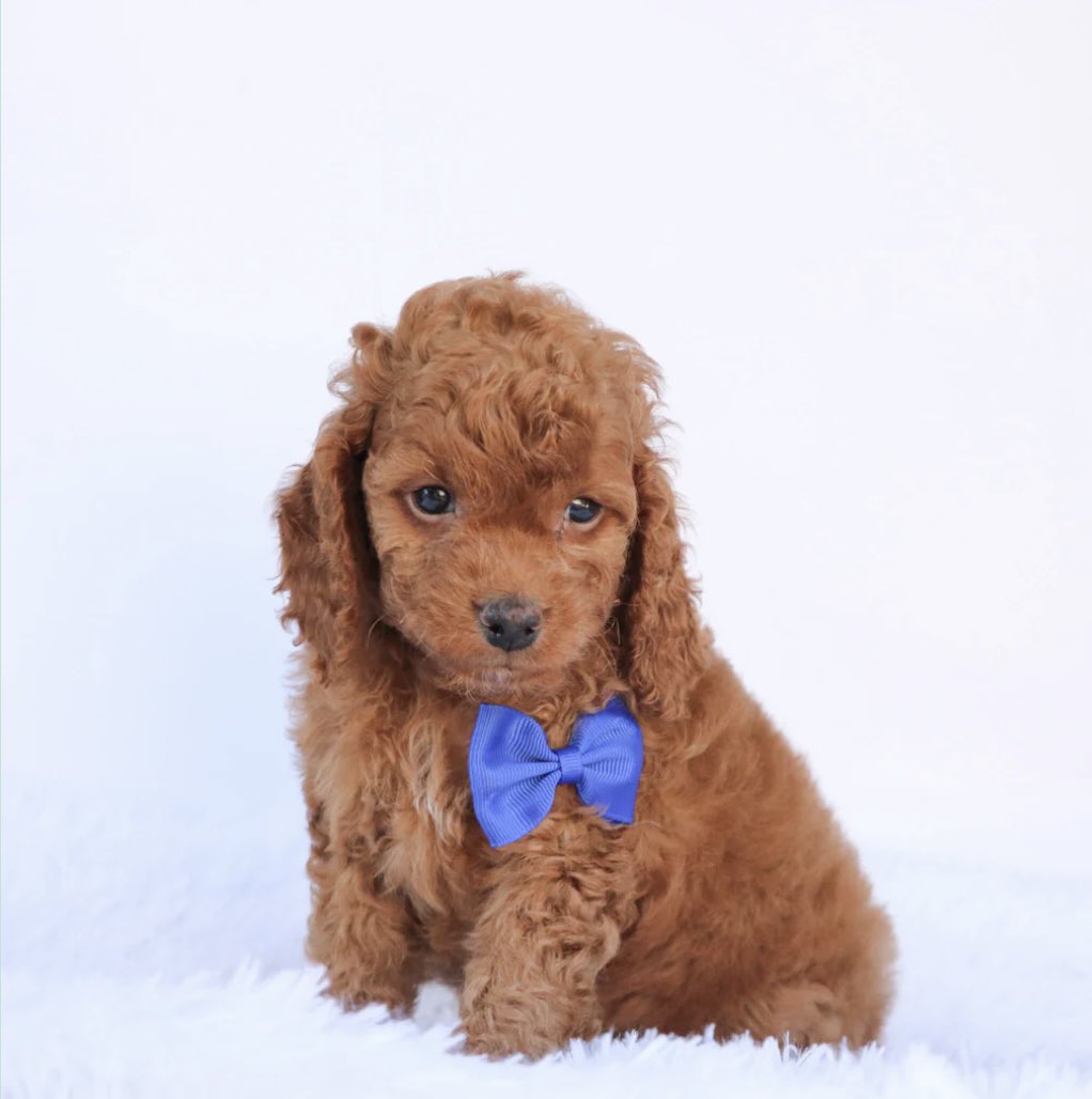 iamflashydae's tweet image. i’m no longer pregnant 🫃🏾! y’all meet Jace, y’all dogphew #dogdad 💙