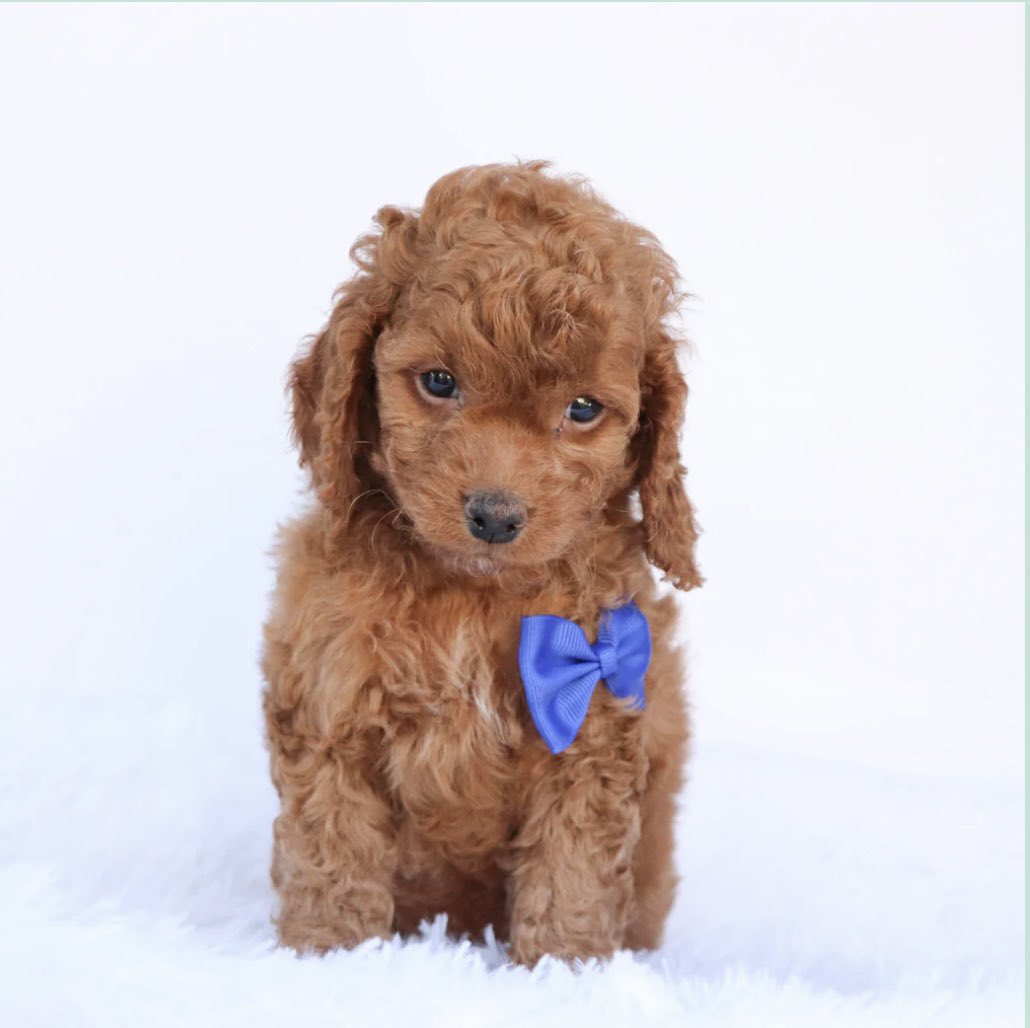 iamflashydae's tweet image. i’m no longer pregnant 🫃🏾! y’all meet Jace, y’all dogphew #dogdad 💙