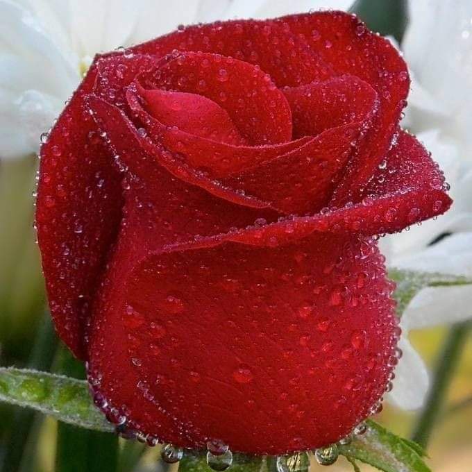 #صورة_ملف_شخصي_جديدة