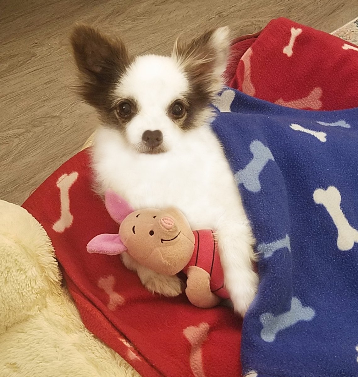 #ToT 😛
Snugglin wif Piglet &amp; Mama gave me a nip of honey for my cough!😋
I has a respiratory infection, but antibiotics not kickin it in da caboose yet! More tests later dis week!
💥
Good News tho!
2 New Shelter Dog Totes will be out on Wed. 11/5!🎉
RETWEET🙏❤️🐶
#DogsofX #ZSHQ