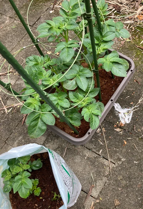 干し柿&干し芋&にんじん&ジャガイモ ジャガイモは成長早いね