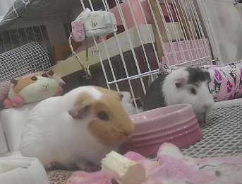 이 눈썹기니 뭐야