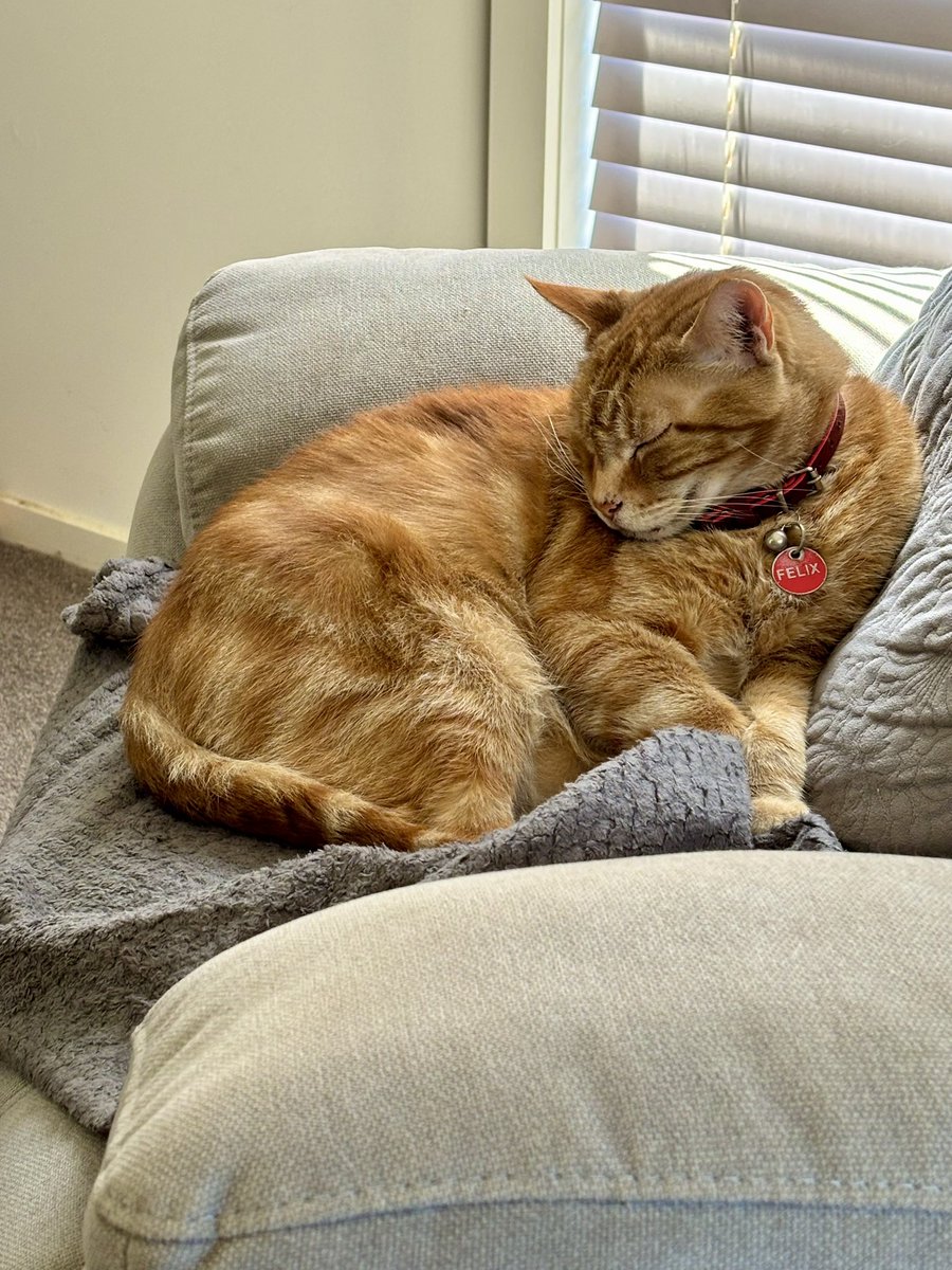 Sleeping in Mamma’s ( My) chair!