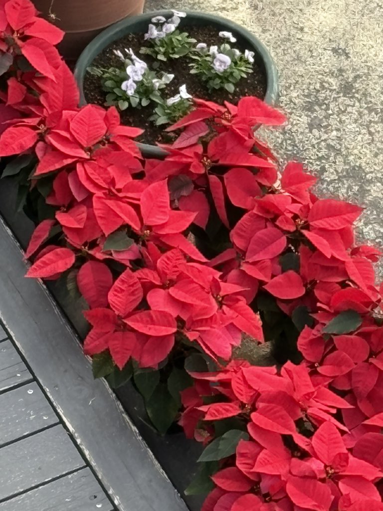 毎年11月に高校時代の仲間が5人で鎌倉に集まる。その日がもうすぐやってくる。ごめん腰痛で行けませんなんて言えない絶対に。何とかして何とかして…あー何とかして…💦