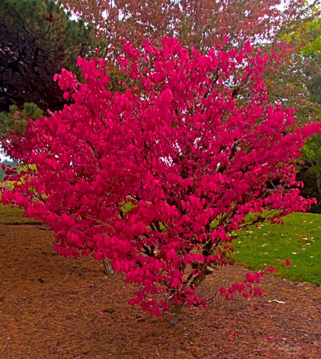carlprothman's tweet image. This fiery red bush caught my eye walking through Cedar River Park, glowing like it had captured autumn itself. 😀

Renton, Washington, USA
#fallcolors #photography #pnw