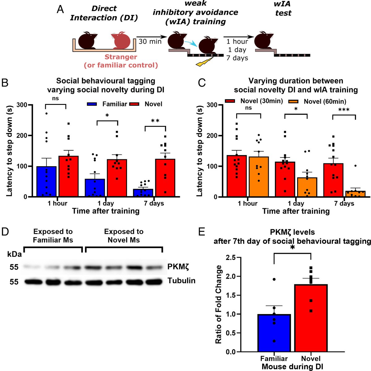 3dancingfeet's tweet image. NEW #research

Social interactions can enhance the brain&apos;s ability to convert fleeting experiences into lasting memories. 

So maybe all the #cogsci advocates of school kids sitting alone at tables to learn *facts* should review their claims? 😅

pnas.org/doi/10.1073/pn…