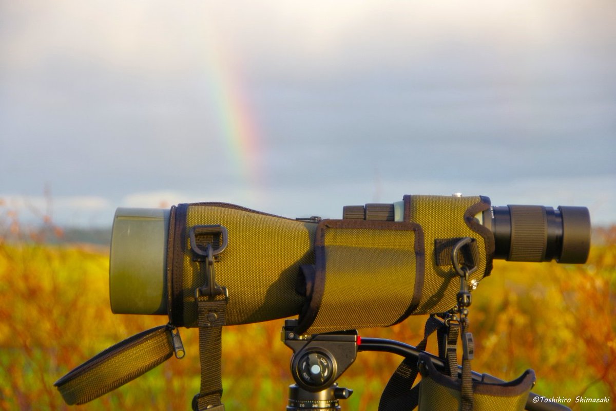 polaris_guides's tweet image. 【たくさんの群れをお見送り☺】

この秋は調査で何度も1,000～2,000羽の #ハクチョウ の群れを見送りました✨

そして、その度に #渡り鳥 たちの力強い姿に出会い、ダイナミックに移り変わる空の色や雲の形、壮大な光のショーを見ることができました🍀

#北海道 #豊富町 #利尻山 #コハクチョウ