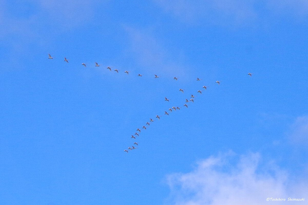 polaris_guides's tweet image. 【たくさんの群れをお見送り☺】

この秋は調査で何度も1,000～2,000羽の #ハクチョウ の群れを見送りました✨

そして、その度に #渡り鳥 たちの力強い姿に出会い、ダイナミックに移り変わる空の色や雲の形、壮大な光のショーを見ることができました🍀

#北海道 #豊富町 #利尻山 #コハクチョウ