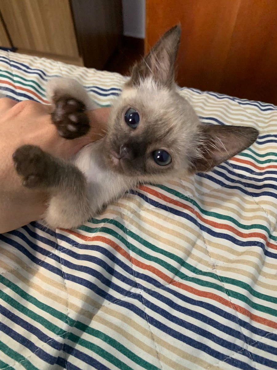 borgses's tweet image. minha filha mia💪🏻