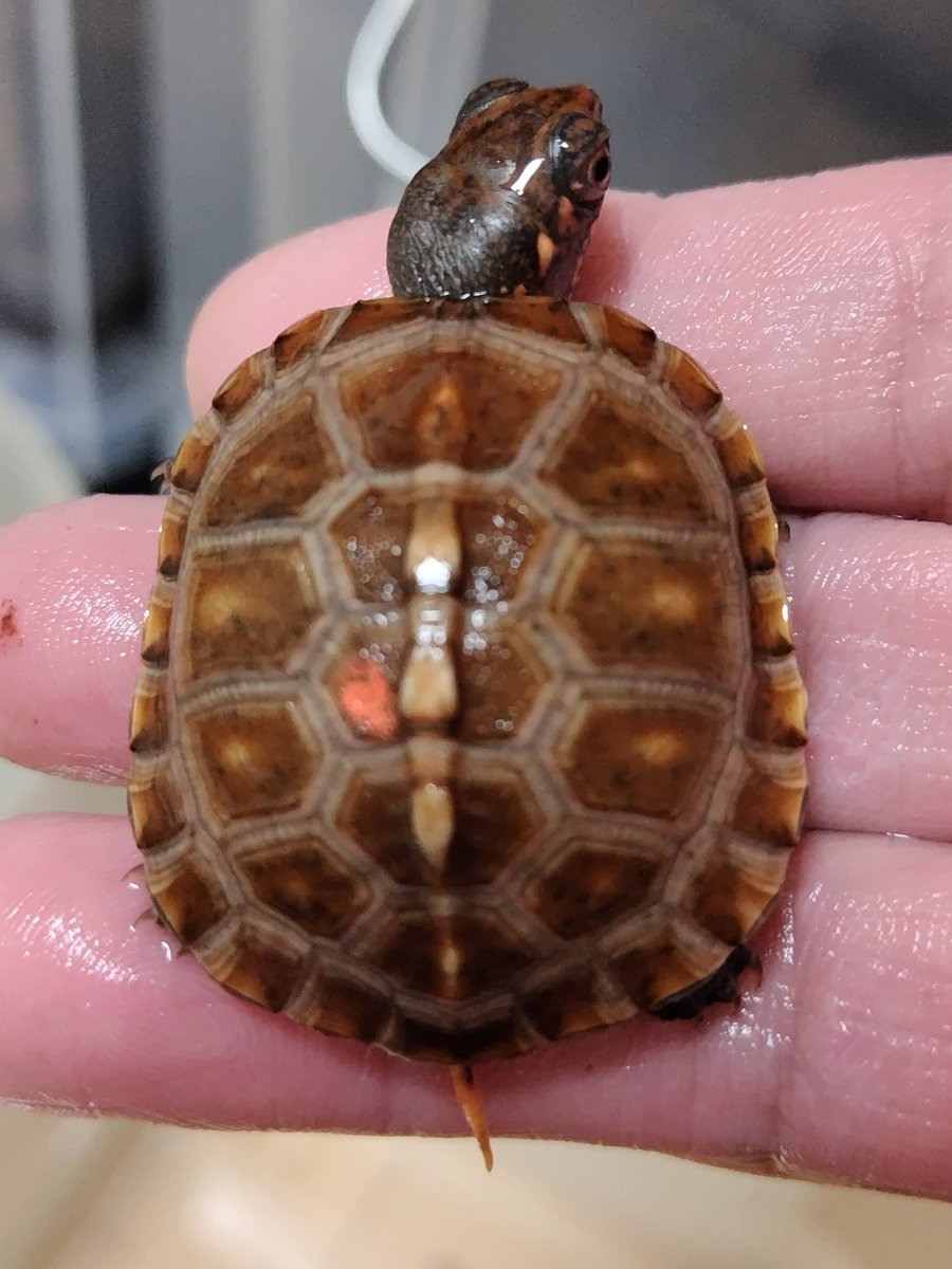 34_wgnc's tweet image. 今年初産卵した2021CBのベビーが良い感じに育っています。　甲羅の色は画像で見るより赤味が強いです。
4枚目は母親です。
#トウブハコガメ 
#Easternboxturtle 
#Terrapenecarolinacarolina 
#burikura