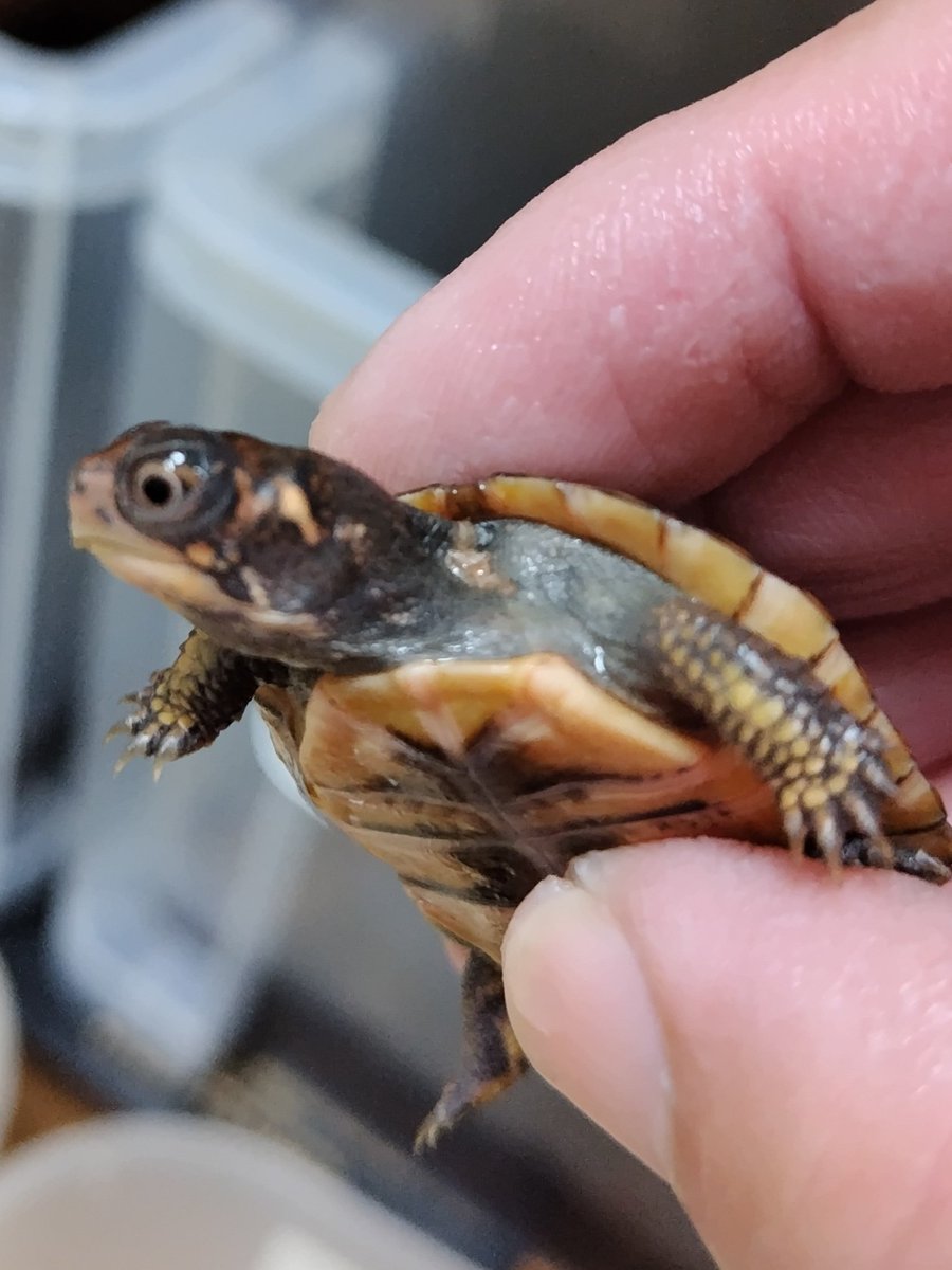 34_wgnc's tweet image. 今年初産卵した2021CBのベビーが良い感じに育っています。　甲羅の色は画像で見るより赤味が強いです。
4枚目は母親です。
#トウブハコガメ 
#Easternboxturtle 
#Terrapenecarolinacarolina 
#burikura