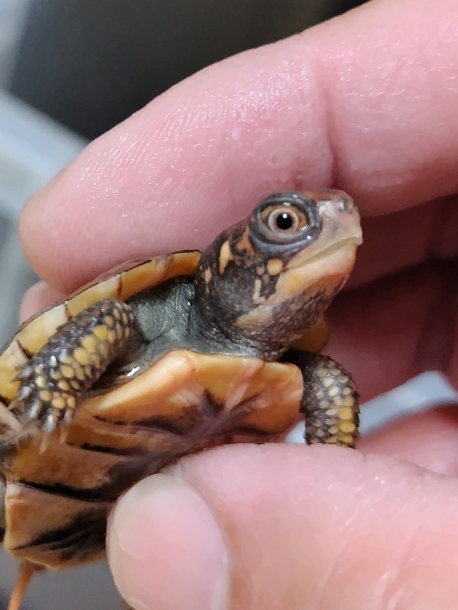 34_wgnc's tweet image. 今年初産卵した2021CBのベビーが良い感じに育っています。　甲羅の色は画像で見るより赤味が強いです。
4枚目は母親です。
#トウブハコガメ 
#Easternboxturtle 
#Terrapenecarolinacarolina 
#burikura