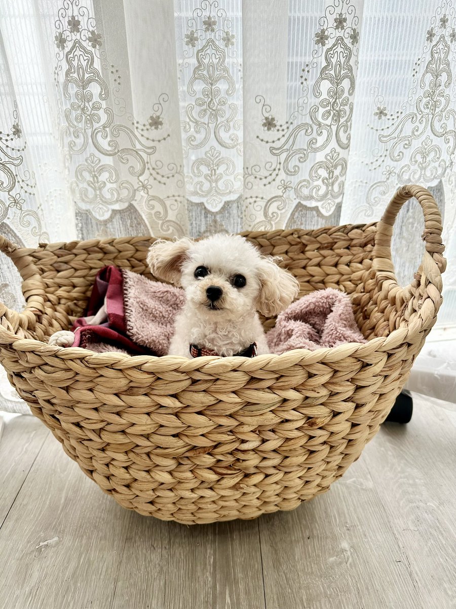 出勤前に3coins寄ってPETコタツGETで嬉しい〜
一緒にご出勤の籠入り娘モナ様🐶🧺