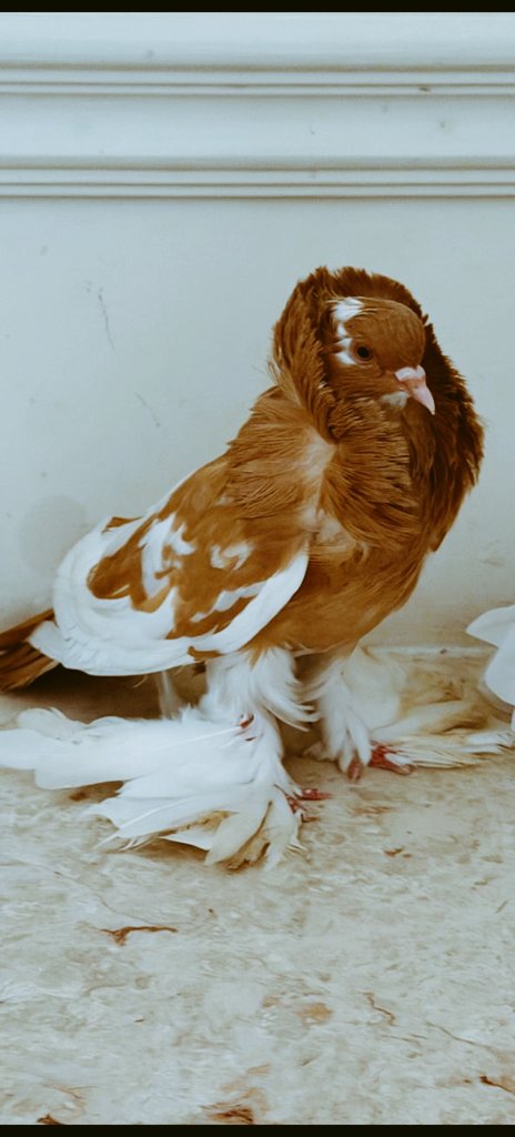 الاحتواء ليس ضعفا"
بل شجاعة تبقيك واقفا بعد ان جرفتك الموجة الى الاعماق 
هنا نعرف أن الفراغ  لا يعني النهاية
بل بداية حكاية جديدة تكتبها بيد اكثر وعيا
وقلب اكثر صفا"