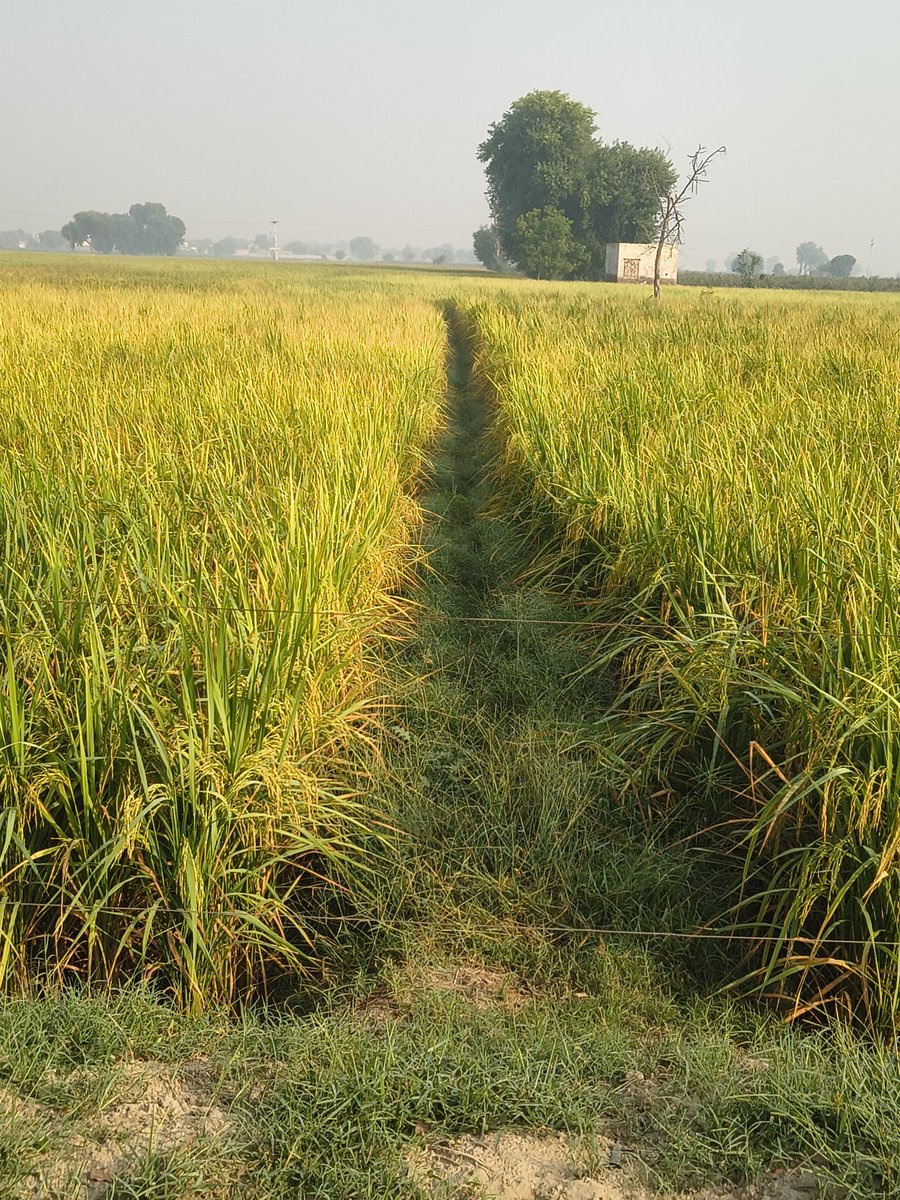 SCD41451's tweet image. &quot;प्रकृति के खूबसूरत रंग,&quot;🌲

 प्रकृति एक जादू जो हर दिन नया चमत्कार दिखाती है ,

क्या आपने कभी ध्यान दिया है , सूरज जब उगता है 
तो आसमान को लाल रंग की सुनहरी मुस्कान देता है , 

और जब ढलता है तो आसमान को अपनी आगोश में सुला देता है बारिश की हर बूंद में संगीत है ,

हवा के हर झोंके…