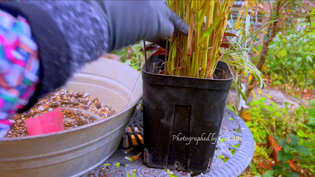 趣味の園芸コミュニティ Community on X - 84 Members