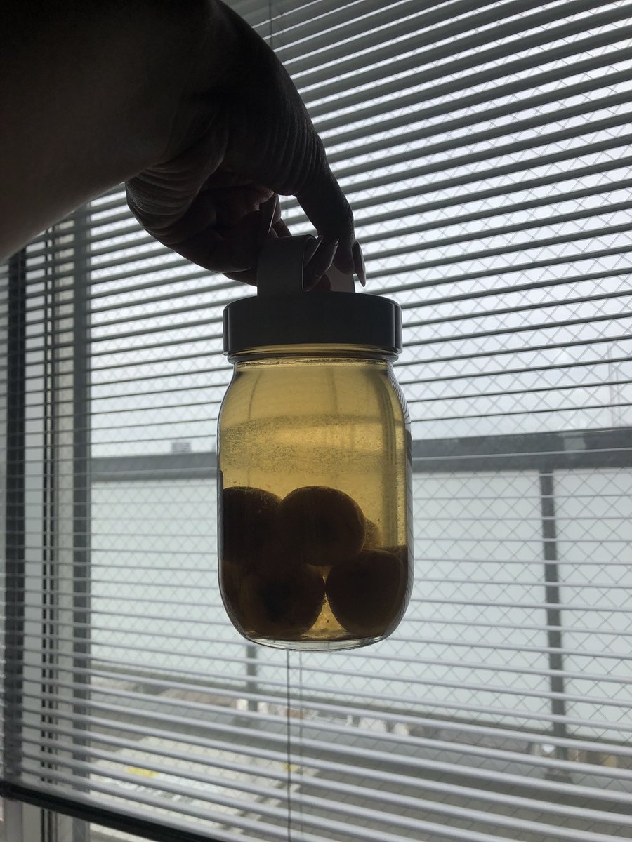 TOSHI⭐︎梅酒 TOSHI⭐︎梅酒 TOSHI⭐︎梅酒 tochishou_shotyu05