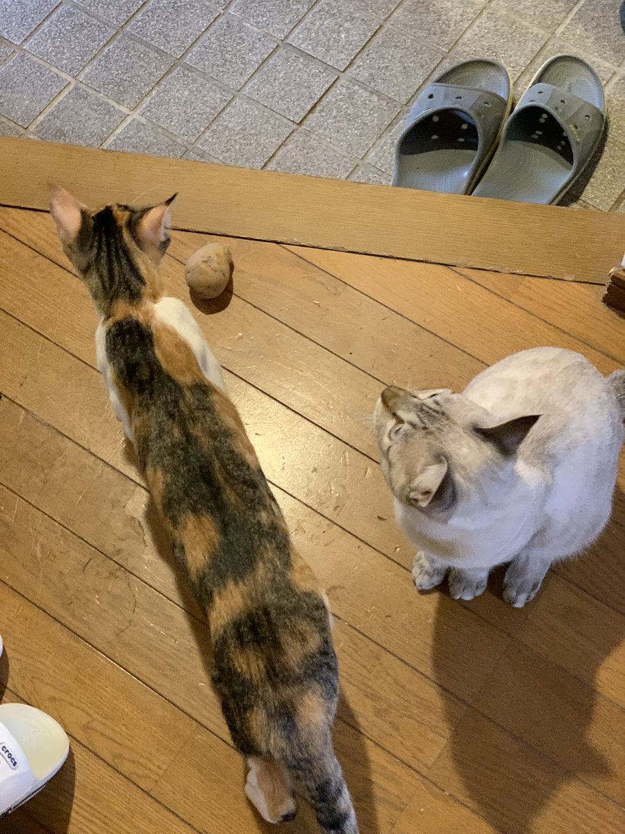 なにしてんの！と、毎日10回は言う。今日は玄関にメークインがあった。階段を転がしてきたのか…。