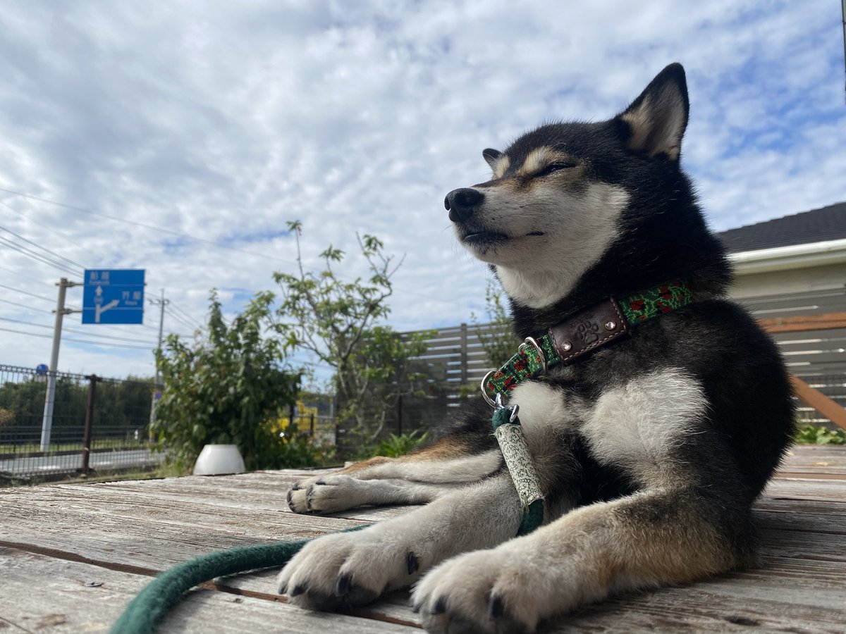 秋風🍂もここちよかです。

#福岡 #糸島 #ちきゅう屋 #看板犬 #柴犬 #黒柴 #今日のかすみさん  #じょしーば #柴犬のいる暮らし #柴犬を崇めよ