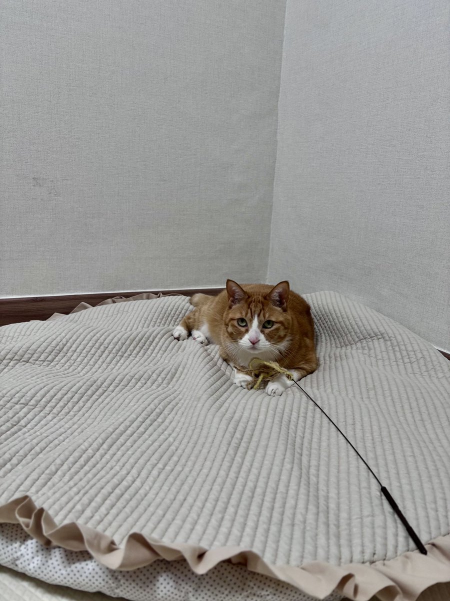 당근에서 원형러그샀슨
울고양이 아기고양이됨 귀여움