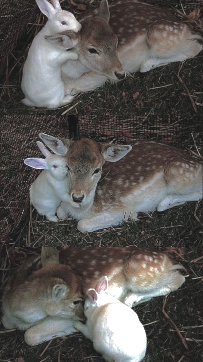 𝜗𝜚 ┈ 🌼 Faun ｡ oakley 🏹 tweet media