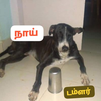 ஈழ பிணம் தின்னி சீமான் tweet media