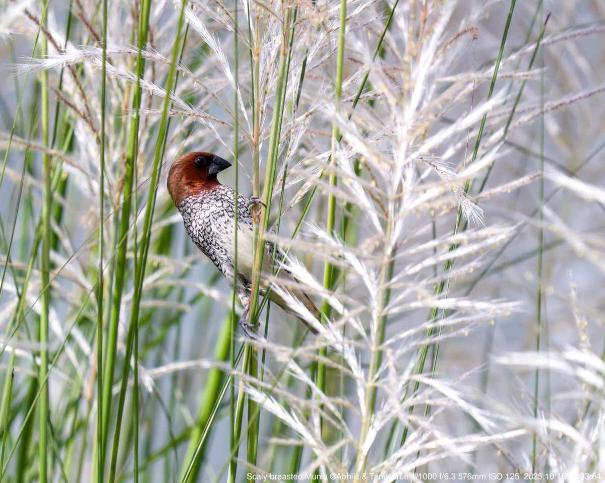 DHFloraFauna's tweet photo. Scaly-breasted munia nestled in swaying white grass flowers, a serene moment in nature's embrace.
 #BirdWatching #NatureLovers #ScalyBreastedMunia #Grasslands #WildlifePhotography #NatureBeauty #BirdsOfInstagram #PeacefulMoments #NatureScenes https://t.co/RB5ynM5T8K