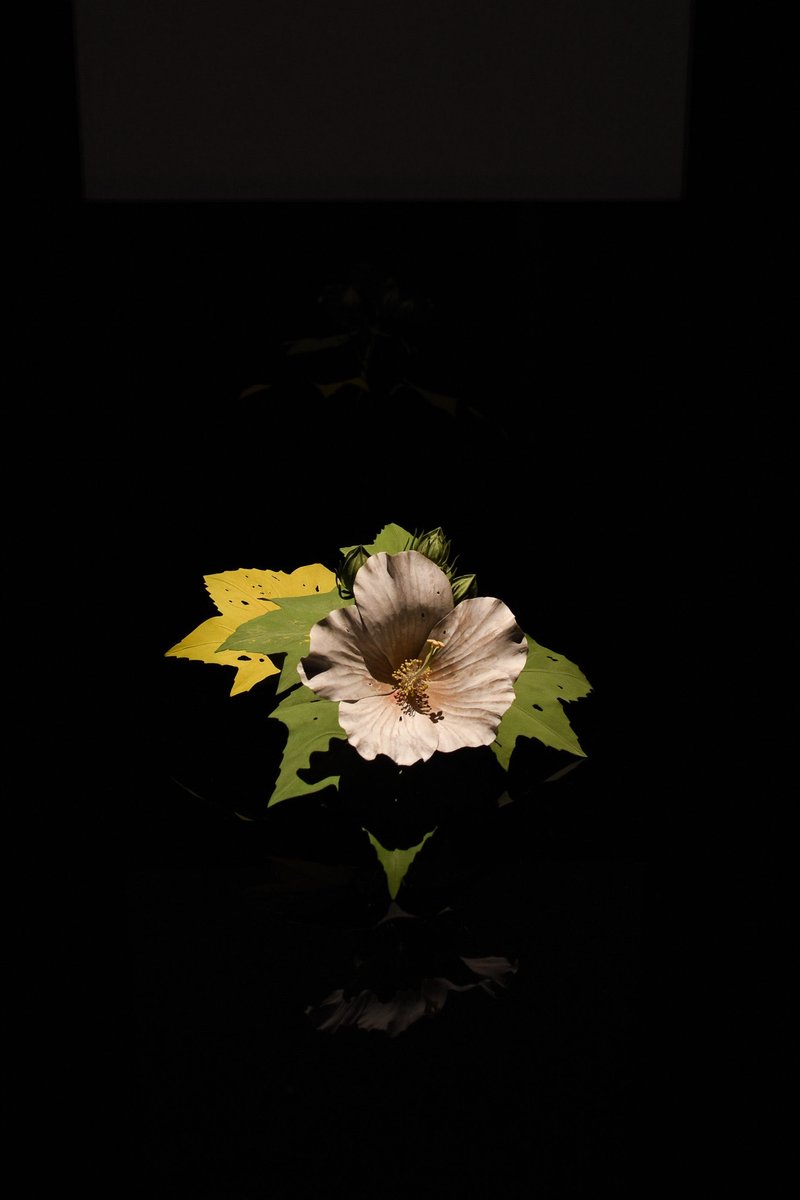 果物の静物画 金色フレーム付き肉筆です作者不明 果物の静物画 金色フレーム付き肉筆です作者不明 果物の静物画 金色