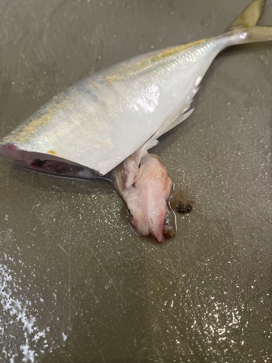 アジングおもろいね🐟
マックス25cmでーした👏