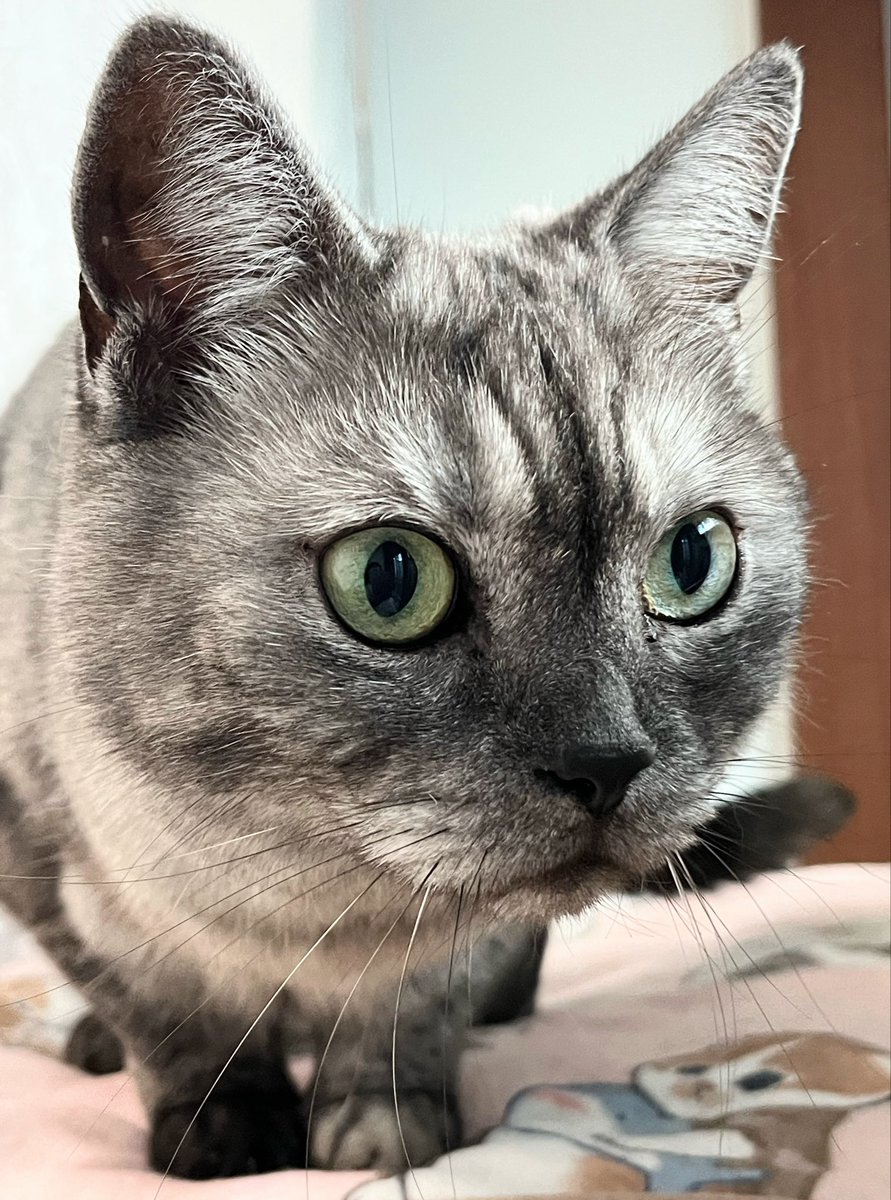 11/5(水)こんにちは🍁

ニャルソック中のくっちゃん
😺

佳い一日をお過ごしください
🐈‍⬛🧡🤎