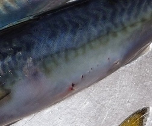 昨晩の釣果は小アジ10匹、小サバ4匹、極小タケノコメバル1匹でした。
よく見たら腹にかじられた跡のあるサバが…23㌢程のサバです。