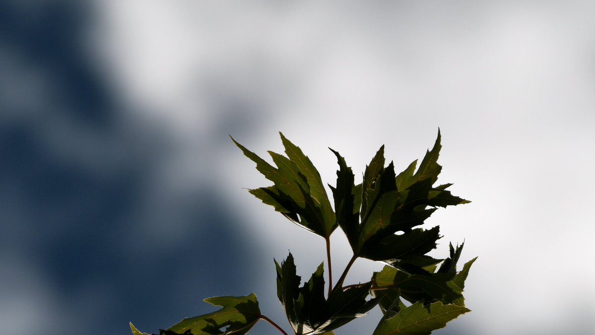 Mark Sailer tweet media